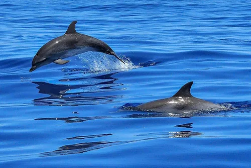 Dolphins swimming at the ocean surface